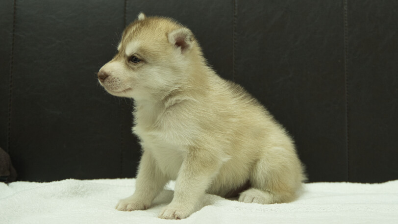 シベリアンハスキー子犬の写真No.202508144-4　9月10日現在