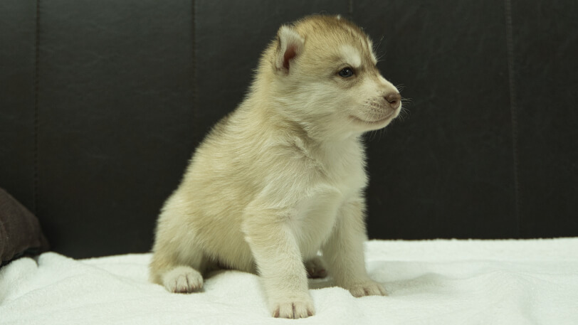 シベリアンハスキー子犬の写真No.202508144-5　9月10日現在