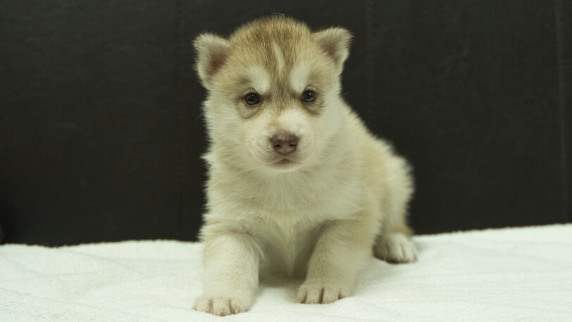 シベリアンハスキー子犬の写真No.202508144正面9月10日現在