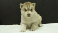 シベリアンハスキー子犬の写真No.202508144正面9月10日現在