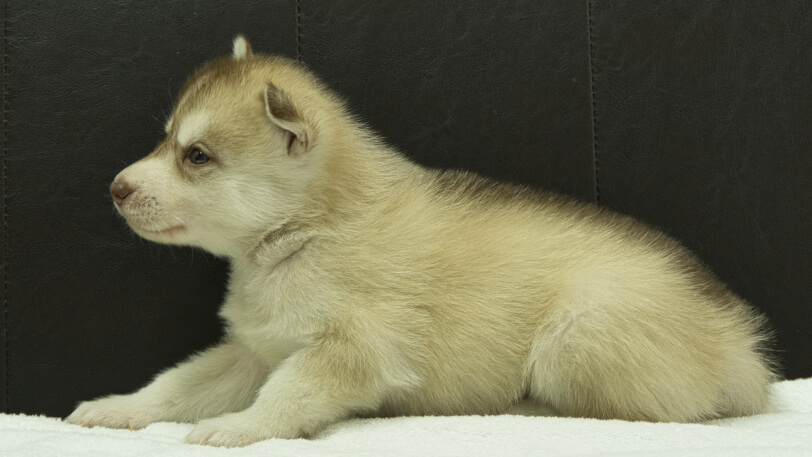 シベリアンハスキー子犬の写真No.202508144左側面9月10日現在