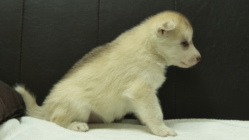 シベリアンハスキー子犬の写真No.202508145右側面9月10日現在