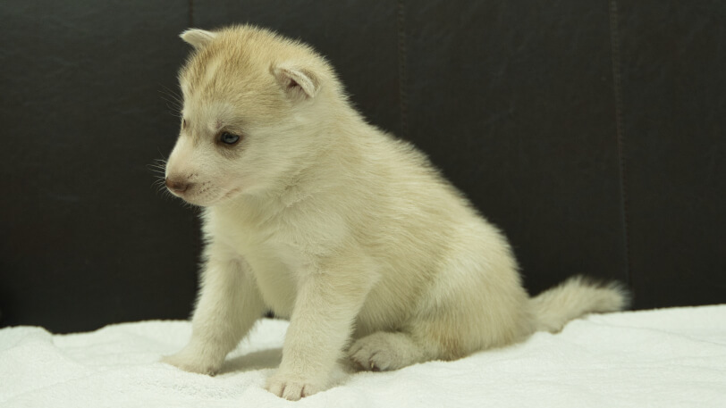 シベリアンハスキー子犬の写真No.202508145-4　9月10日現在