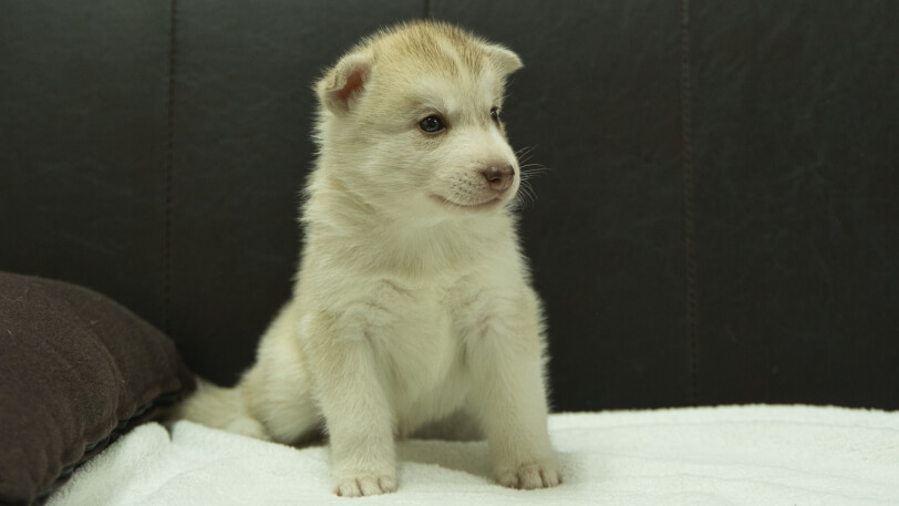 シベリアンハスキー子犬の写真No.202508145-5　9月10日現在