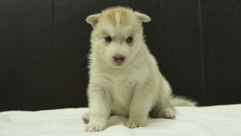 シベリアンハスキー子犬の写真No.202508145正面9月10日現在