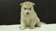 シベリアンハスキー子犬の写真No.202508145正面9月10日現在