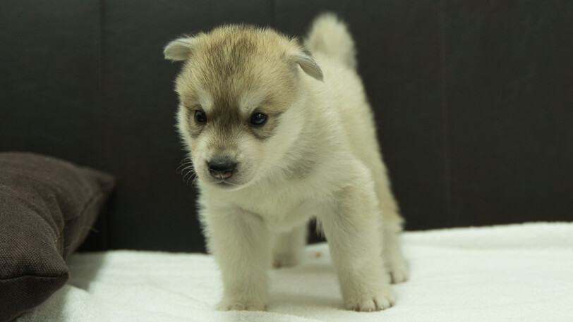 シベリアンハスキー子犬の写真No.202508141正面9月10日現在