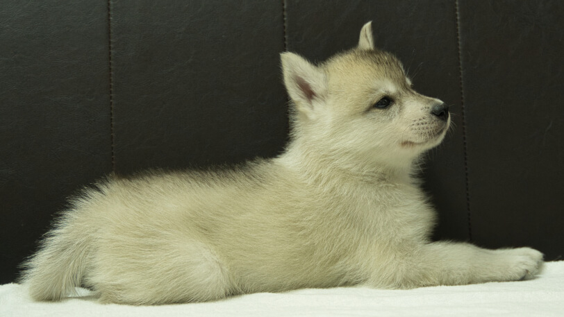 シベリアンハスキー子犬の写真No.202508142右側面9月19日現在