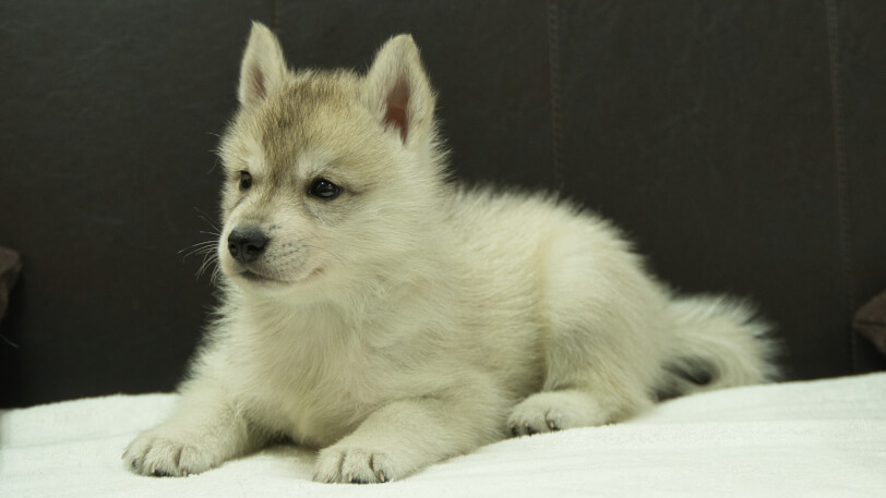 シベリアンハスキー子犬の写真No.202508142-4　9月19日現在