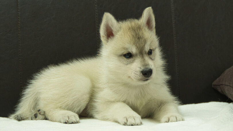 シベリアンハスキー子犬の写真No.202508142-5　9月19日現在