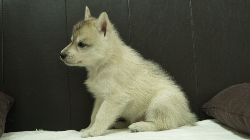 シベリアンハスキー子犬の写真No.202508142左側面9月19日現在