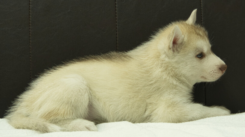 シベリアンハスキー子犬の写真No.202508145右側面9月19日現在