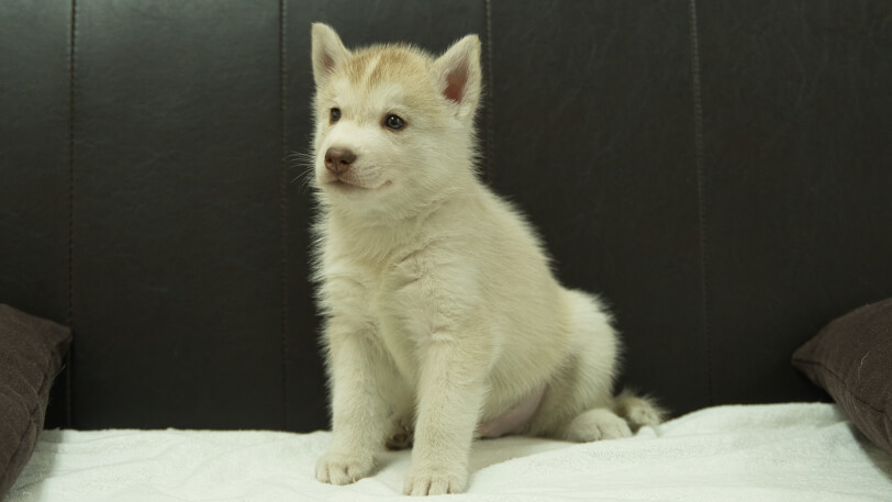 シベリアンハスキー子犬の写真No.202508145-4 9月19日現在