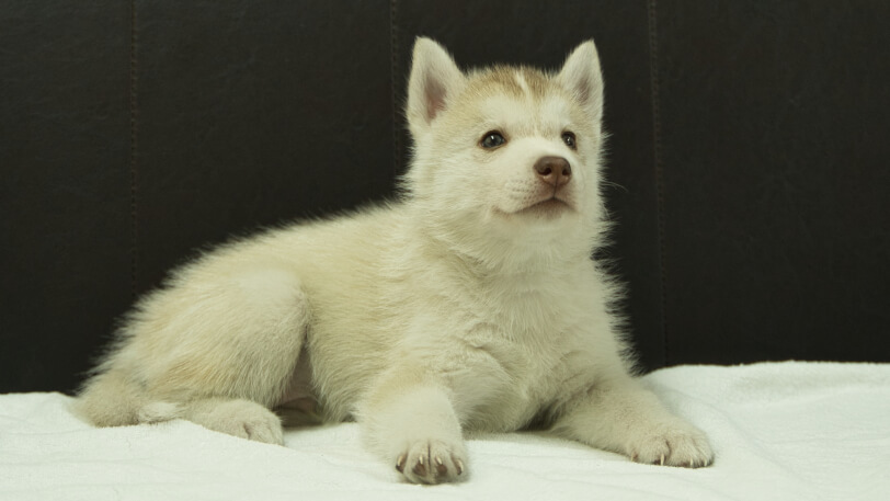 シベリアンハスキー子犬の写真No.202508145-5 9月19日現在