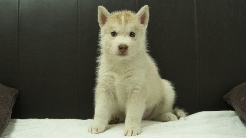 シベリアンハスキー子犬の写真No.202508145正面9月19日現在