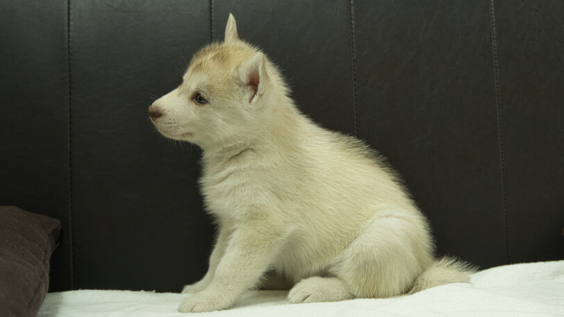 シベリアンハスキー子犬の写真No.202508145左側面9月19日現在