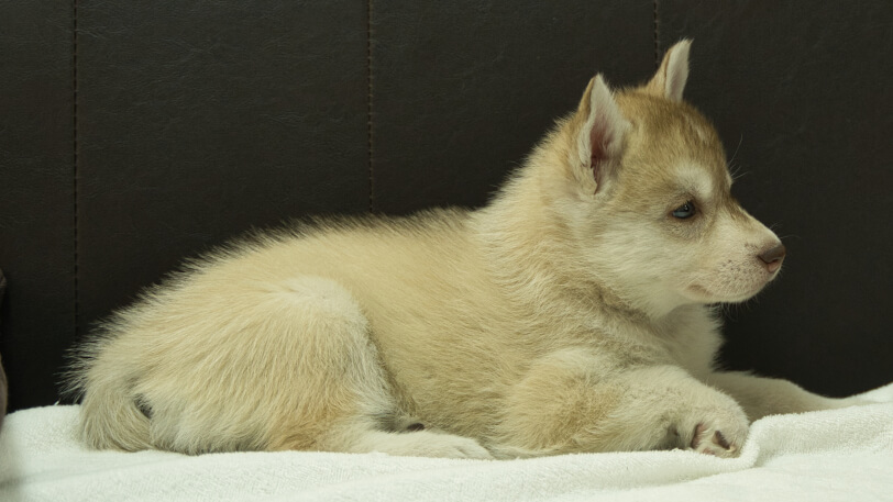 シベリアンハスキー子犬の写真No.202508147右側面9月19日現在