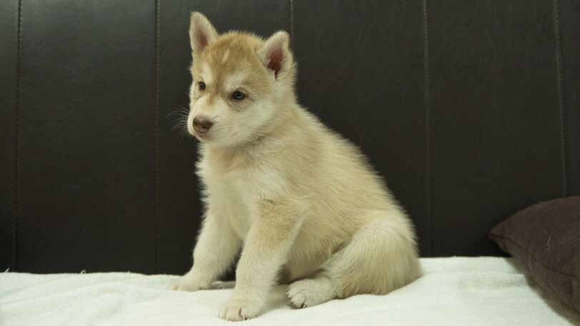 シベリアンハスキー子犬の写真No.202508147-4　9月19日現在