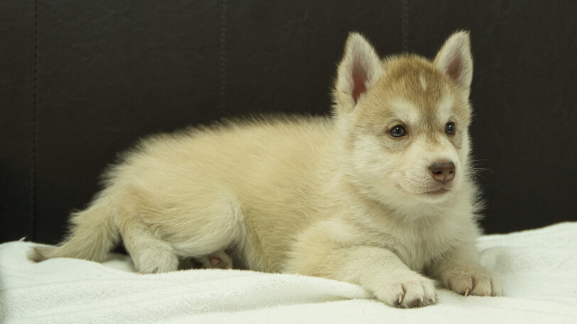 シベリアンハスキー子犬の写真No.202508147-5　9月19日現在
