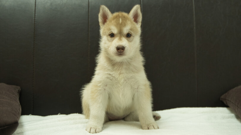 シベリアンハスキー子犬の写真No.202508147正面9月19日現在