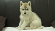 シベリアンハスキー子犬の写真No.202508142正面9月19日現在
