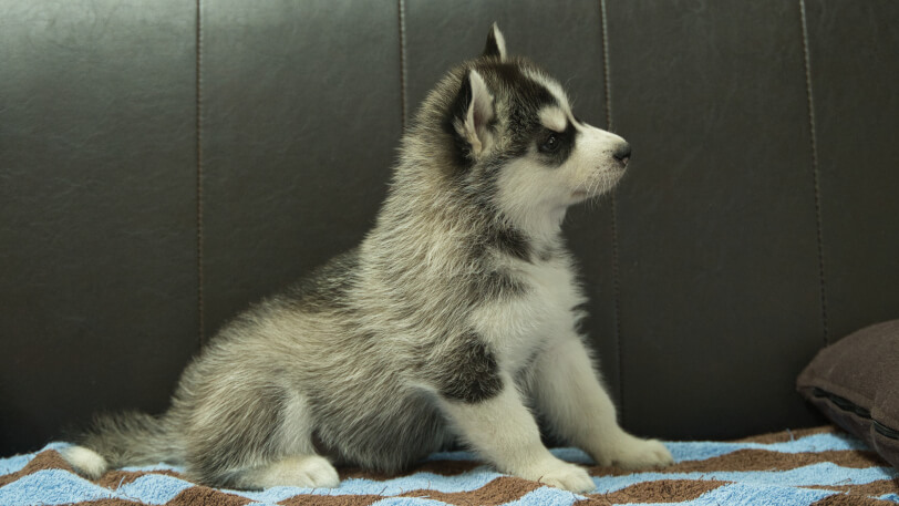 シベリアンハスキー子犬の写真No.202508191右側面9月26日現在
