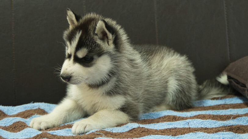 シベリアンハスキー子犬の写真No.202508191-4 9月26日現在