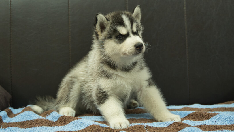 シベリアンハスキー子犬の写真No.202508191-5 9月26日現在