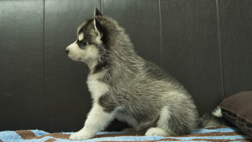 シベリアンハスキー子犬の写真No.202508191左側面9月26日現在