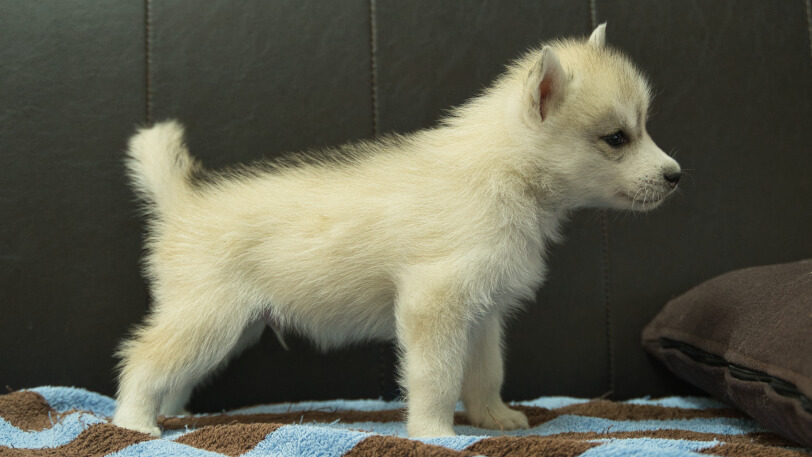 シベリアンハスキー子犬の写真No.202508193右側面9月26日現在