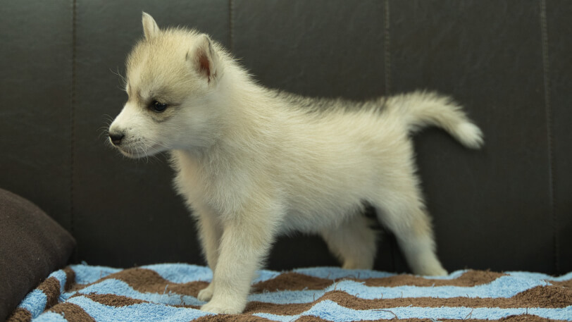 シベリアンハスキー子犬の写真No.202508193-4　9月26日現在