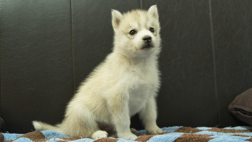 シベリアンハスキー子犬の写真No.202508193-5　9月26日現在