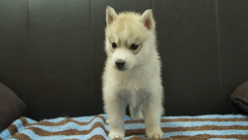 シベリアンハスキー子犬の写真No.202508193正面9月26日現在