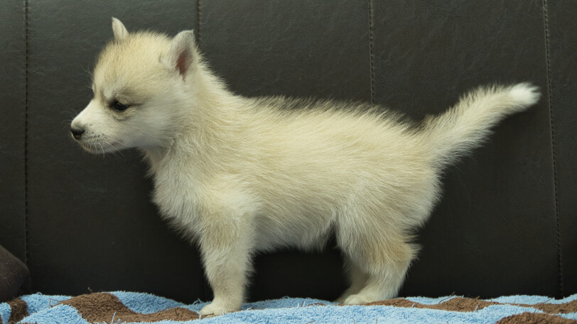 シベリアンハスキー子犬の写真No.202508193左側面9月26日現在