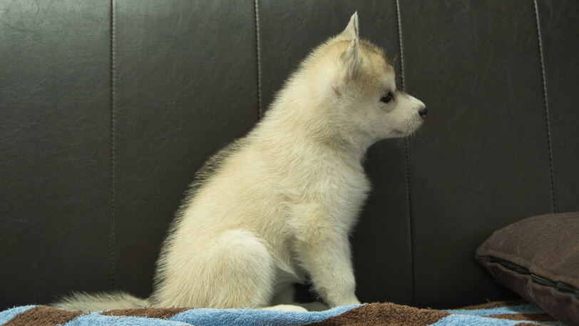 シベリアンハスキー子犬の写真No.202508195右側面9月10日現在