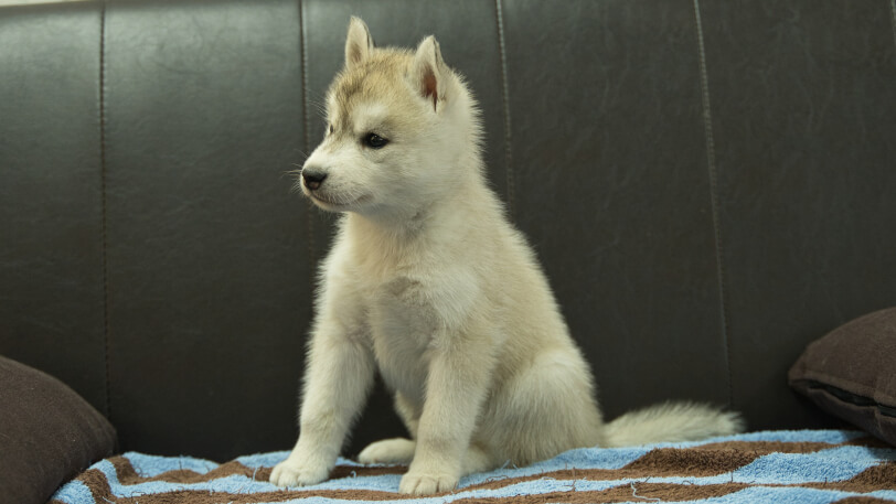 シベリアンハスキー子犬の写真No.202508195-4 9月10日現在