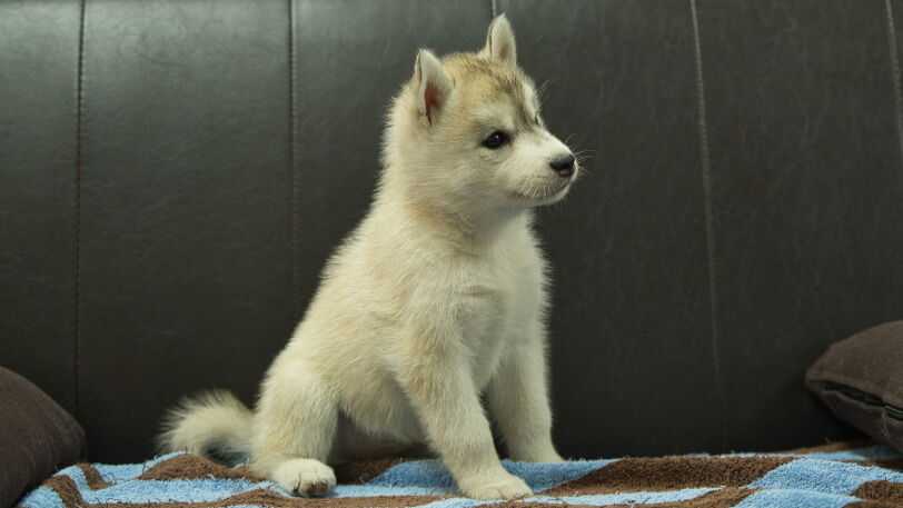 シベリアンハスキー子犬の写真No.202508195-5 9月10日現在