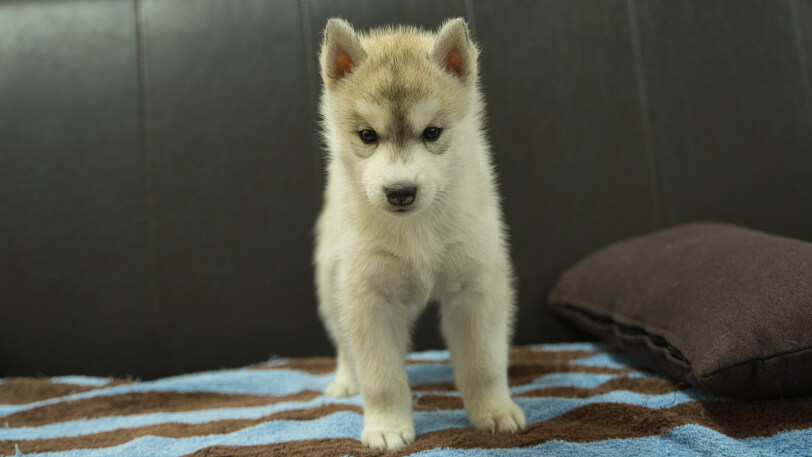 シベリアンハスキー子犬の写真No.202508195正面9月26日現在