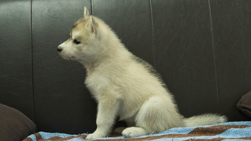 シベリアンハスキー子犬の写真No.202508195左側面9月10日現在