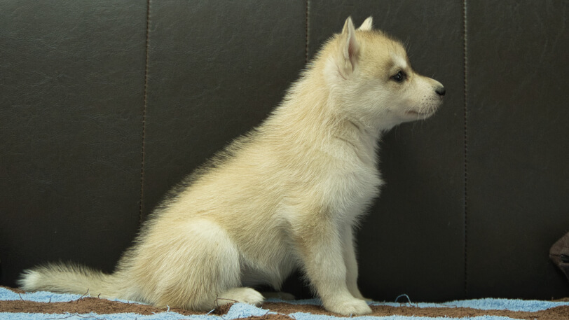シベリアンハスキー子犬の写真No.202508196正面9月10日現在