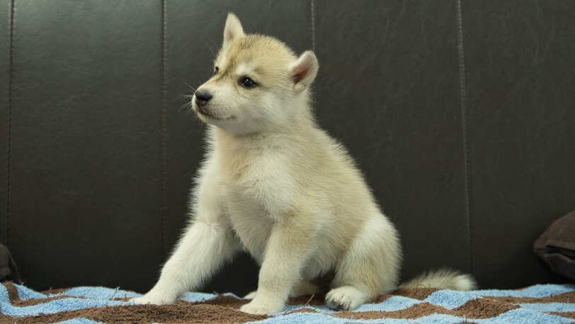 シベリアンハスキー子犬の写真No.202508196正-4　9月10日現在