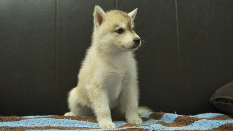 シベリアンハスキー子犬の写真No.202508196-5　9月10日現在