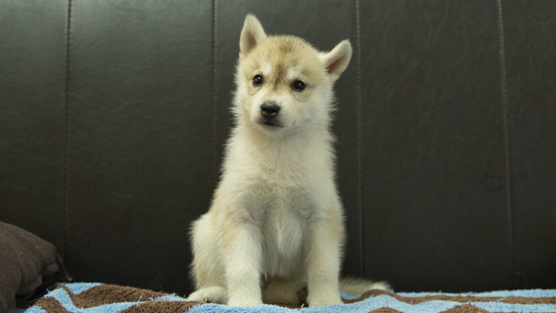 シベリアンハスキー子犬の写真No.202508196正面9月10日現在