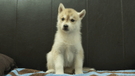 シベリアンハスキー子犬の写真No.202508196正面9月10日現在