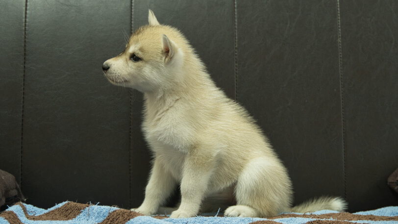 シベリアンハスキー子犬の写真No.202508196左側面9月10日現在