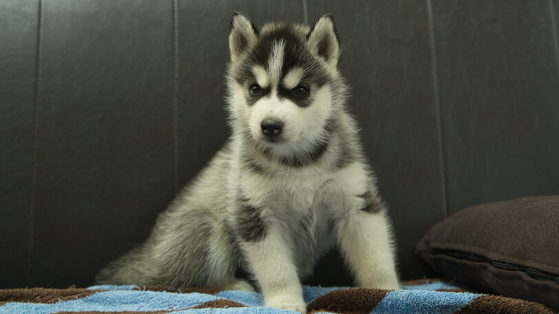 シベリアンハスキー子犬の写真No.202508191正面9月26日現在