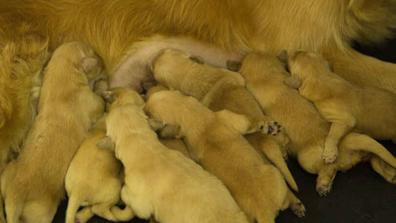 2025年8月20日生のゴールデンレトリーバーの子犬たち