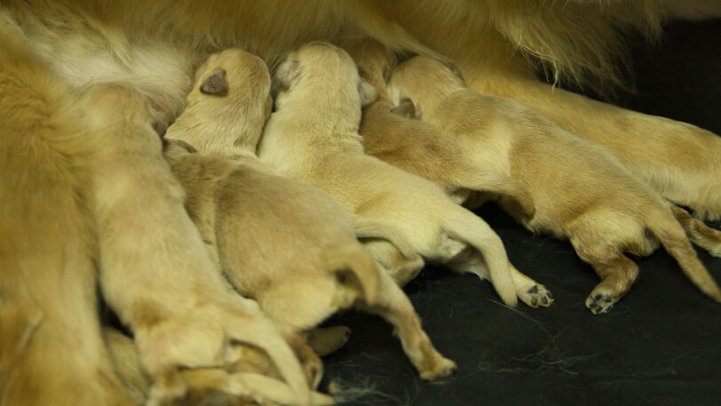 2025年8月22日生のゴールデンレトリーバーの子犬たち