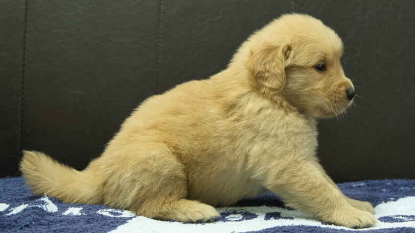 ゴールデンレトリーバーの子犬の写真No.202508201右側面9月23日現在
