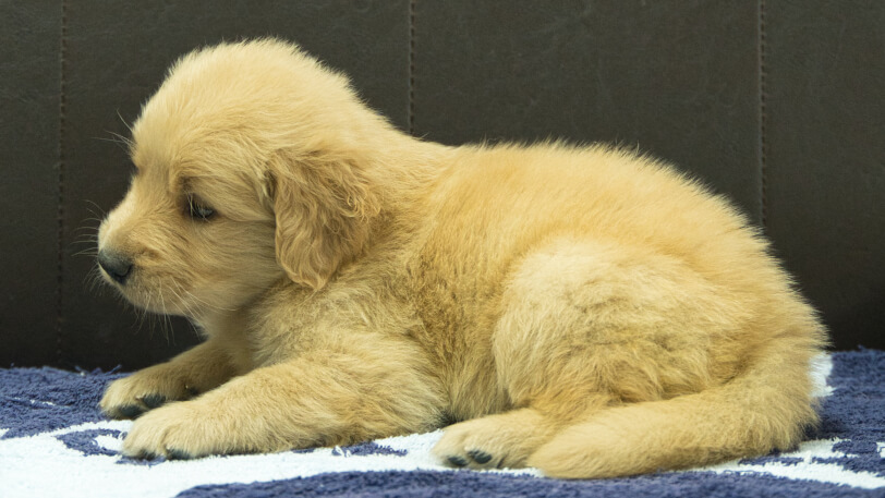 ゴールデンレトリーバーの子犬の写真No.202508205左側面9月23日現在